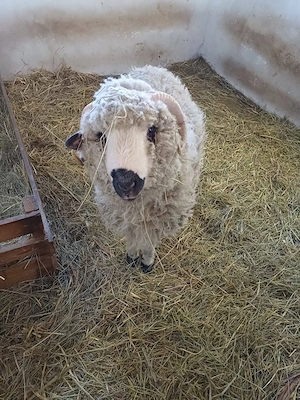 Wallisi X merinó 11 hónapos kos eladó - kép 3