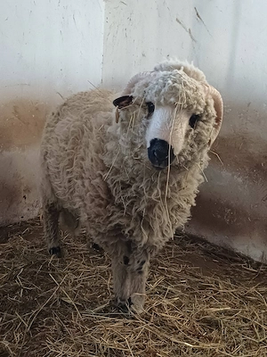Wallisi X merinó 11 hónapos kos eladó