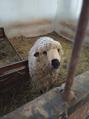 Wallisi X merinó 11 hónapos kos eladó - kép 2