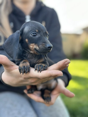 Törpe tacskó kiskutyák - kép 2