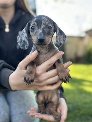 Törpe tacskó kiskutyák - kép 3