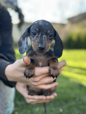 Törpe tacskó kiskutyák - kép 4