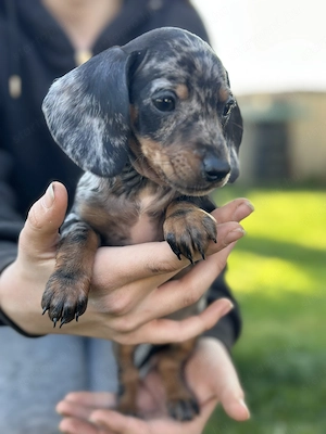 Törpe tacskó kiskutyák