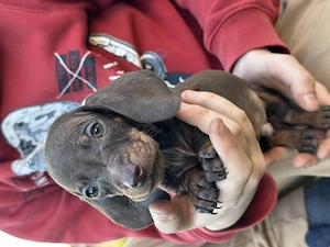 Törpe tacskó kiskutyák - kép 5