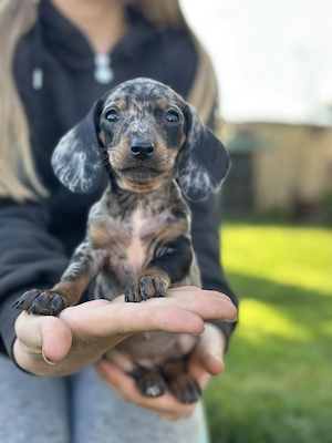 Törpe tacskó kiskutyák - kép 8