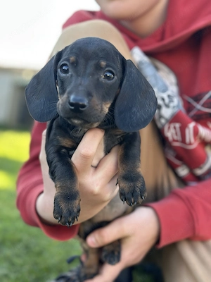 Törpe tacskó kiskutyák - kép 6