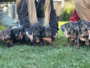 Törpe tacskó kiskutyák - kép 7