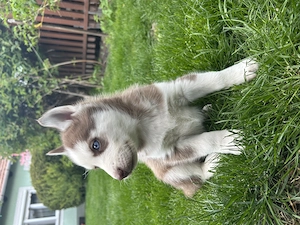 Kék szemű Szibériai husky kölykök - kép 2