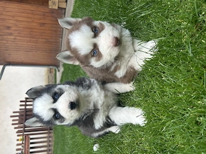 Kék szemű Szibériai husky kölykök - kép 4