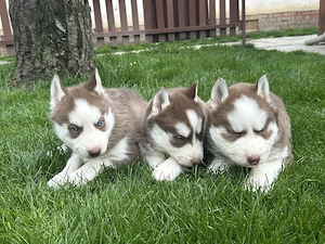 Kék szemű Szibériai husky kölykök - kép 3