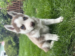 Kék szemű Szibériai husky kölykök