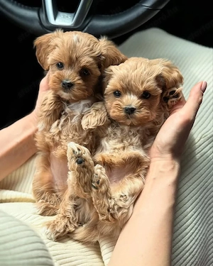 Maltipoo Kutya - kép 3