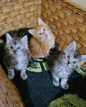 Törzskönyvezett szülőktől Maine Coon babyk foglalhatók!