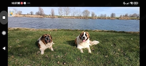 Moszkvai Őrkutya  - kép 2