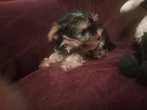 Yorkshire terrier jellegű kiskutyák - kép 2