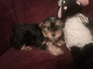 Yorkshire terrier jellegű kiskutyák - kép 4