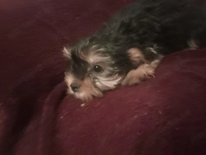 Yorkshire terrier jellegű kiskutyák - kép 3