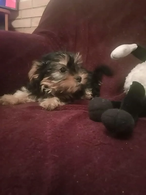 Yorkshire terrier jellegű kiskutyák