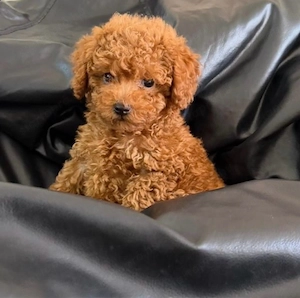   toy uszkár kislányok   - kép 3