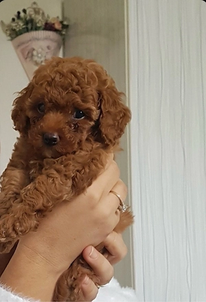   toy uszkár kiskutyák  