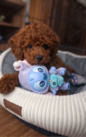   toy uszkár kiskutyák   - kép 4