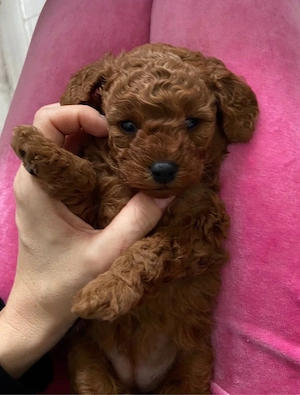   toy uszkár kiskutyák   - kép 5