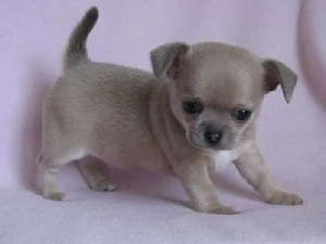 hím és nőstény csivava kölykök - kép 3