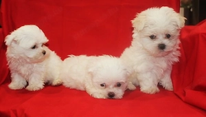 máltai kölykök - kép 4