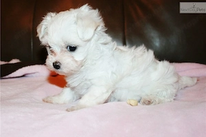 máltai kölykök - kép 5