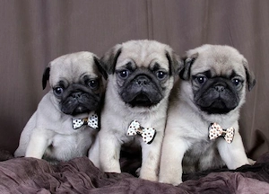 mopsz kölykök - kép 2