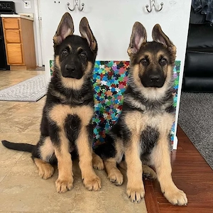 német juhász - kép 2