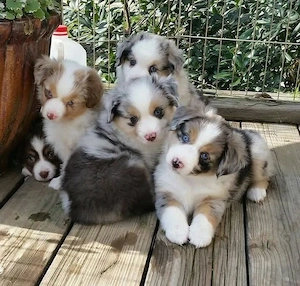 border collie kölykök - kép 3