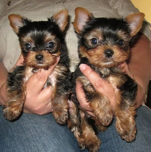 yorkshire terrier - kép 2