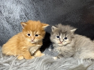 Maine Coon Kiscicák - kép 4