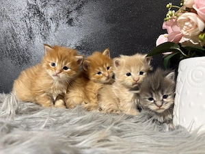 Maine Coon Kiscicák - kép 3