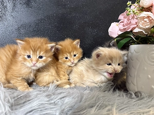 Maine Coon Kiscicák - kép 2