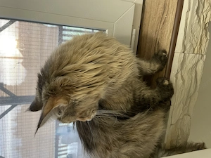 Maine Coon Kiscicák - kép 7