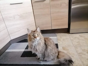 Maine Coon Kiscicák - kép 6