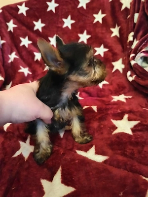 Mini yorki kisfiú  - kép 3