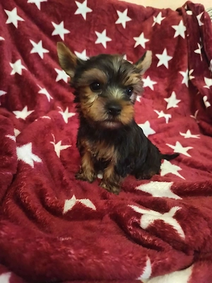 Mini yorki kisfiú 