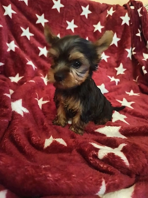 Mini yorki kisfiú  - kép 2