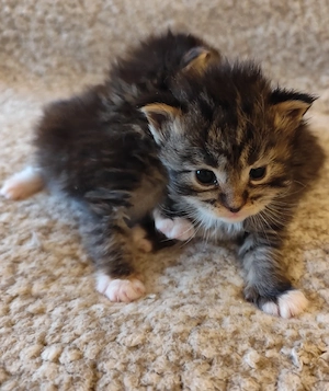 maine coon lányok - kép 3