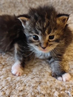 maine coon lányok - kép 5