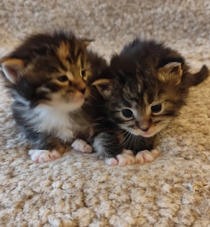 maine coon lányok - kép 2