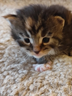 maine coon lányok - kép 4