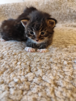 maine coon fiúk - kép 2