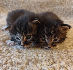 maine coon fiúk - kép 3