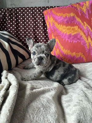Francia bulldog merle kisfiú 