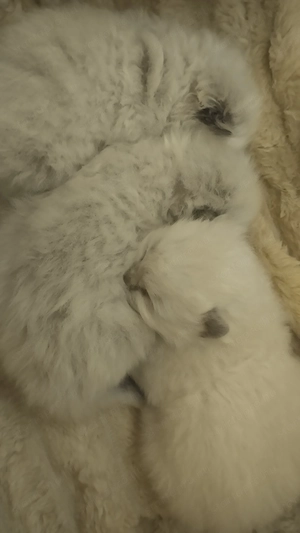 2026.03.28.-án Született Ragdoll kiscicák! - kép 2