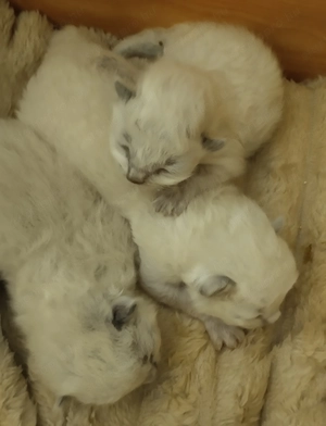 2026.03.28.-án Született Ragdoll kiscicák! - kép 4